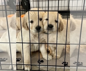 Golden Retriever Puppy for sale in SATELLITE BCH, FL, USA