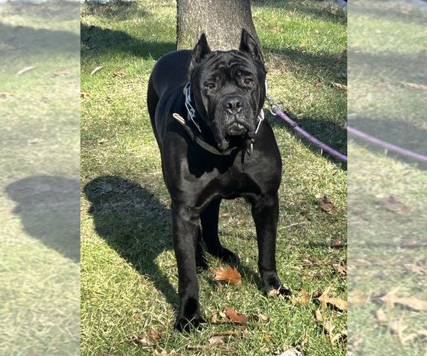 Medium Photo #1 Cane Corso Puppy For Sale in PIKESVILLE, MD, USA