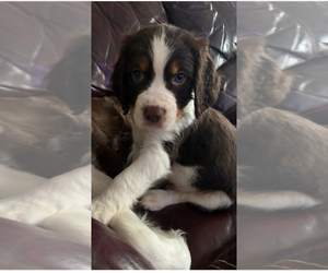 English Springer Spaniel Puppy for sale in LELAND, NC, USA