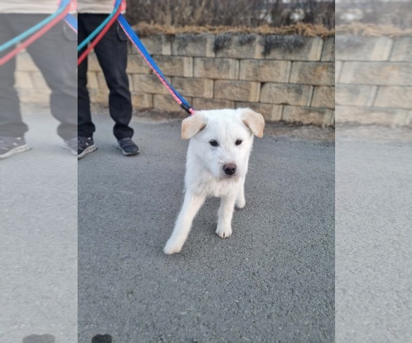 Medium Photo #1 Mutt Puppy For Sale in Agoura Hills, CA, USA