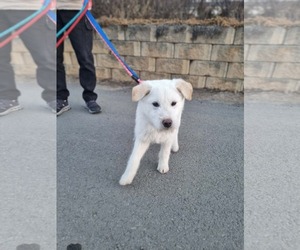 Mutt Dogs for adoption in Agoura Hills, CA, USA