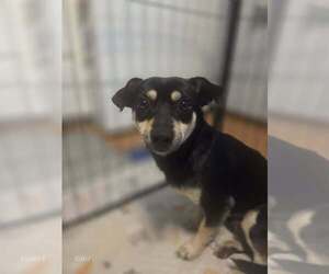 Chiweenie Dogs for adoption in Brewster, NY, USA