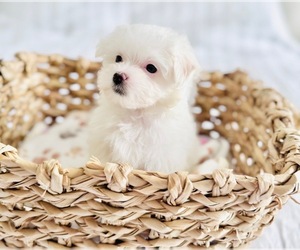 Maltese Puppy for sale in CLERMONT, FL, USA