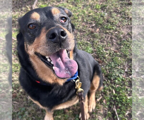 Medium Photo #2 Mutt Puppy For Sale in White Hall, AR, USA