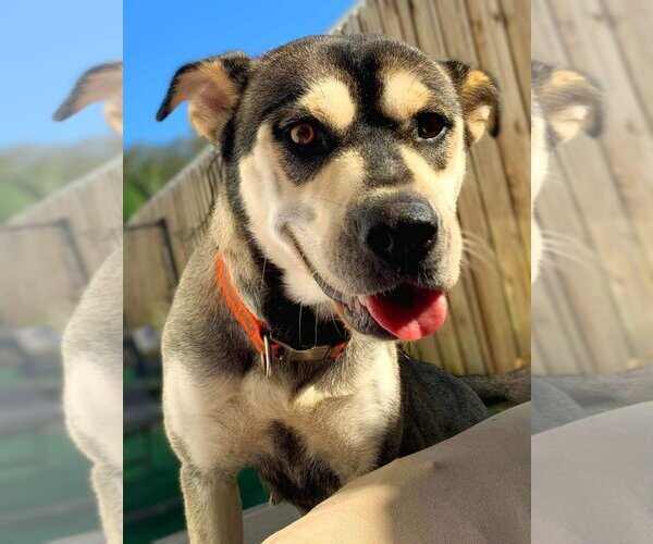 Medium Photo #4 Labsky Puppy For Sale in Tampa, FL, USA