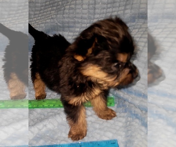 Medium Photo #57 Yorkshire Terrier Puppy For Sale in AKRON, OH, USA