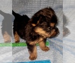 Small Photo #284 Yorkshire Terrier Puppy For Sale in AKRON, OH, USA