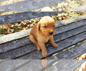 Golden Retriever Puppy for sale in LEON, KS, USA