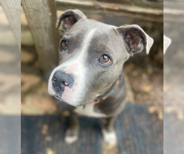 Medium Photo #13 Mutt Puppy For Sale in Mount Laurel, NJ, USA