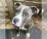 Small #12 Mutt