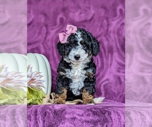 Miniature Bernedoodle Puppy for sale in KIRKWOOD, PA, USA