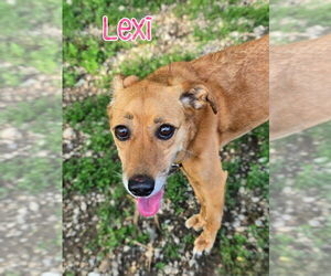 Golden Retriever-Retriever  Mix Dogs for adoption in Port Clinton, OH, USA
