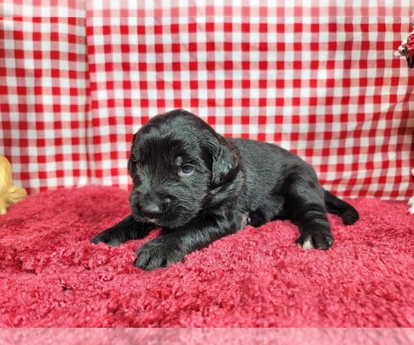 Medium Photo #11 Golden Mountain Dog Puppy For Sale in BLACK FOREST, CO, USA