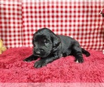 Small Photo #11 Golden Mountain Dog Puppy For Sale in BLACK FOREST, CO, USA