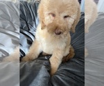 Small Photo #2 Goldendoodle Puppy For Sale in WAKE FOREST, NC, USA