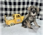 Puppy Big Boy Schnauzer (Miniature)