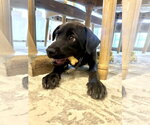 Small #2 Labrador Retriever Mix