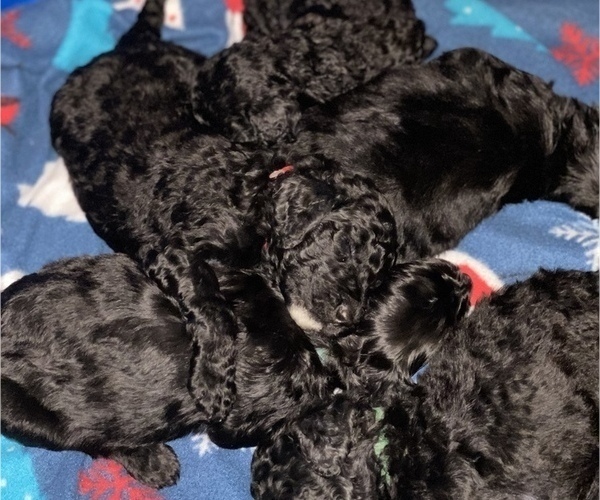 Medium Photo #8 Goldendoodle Puppy For Sale in HUNTINGTON, WV, USA