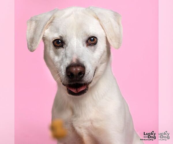 Medium Photo #3 Labrador Retriever-Whippet Mix Puppy For Sale in Washington, DC, USA