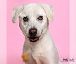 Small #2 Labrador Retriever-Whippet Mix
