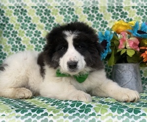 Border Collie-Maremma Sheepdog Mix Puppy for sale in LANCASTER, PA, USA