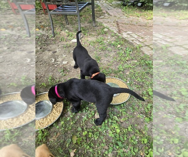 Medium Photo #3 Labrador Retriever Puppy For Sale in ELIZABETH CITY, NC, USA