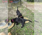 Small #1 Labrador Retriever