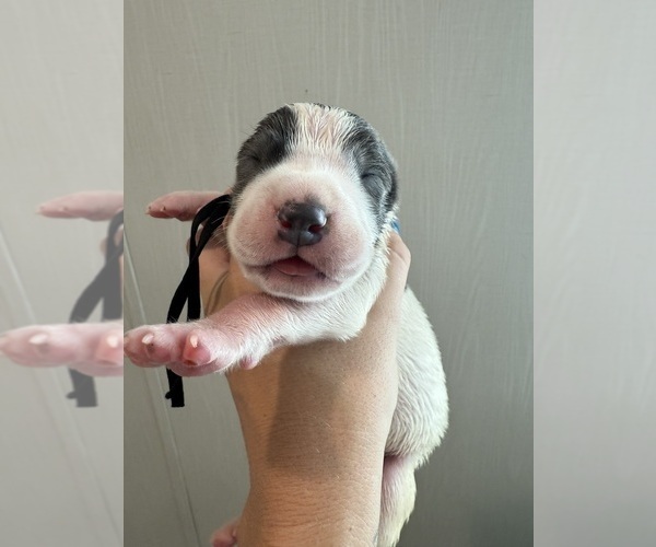 Medium Photo #13 Great Dane Puppy For Sale in HALLETTSVILLE, TX, USA