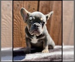 Small #1 French Bulldog