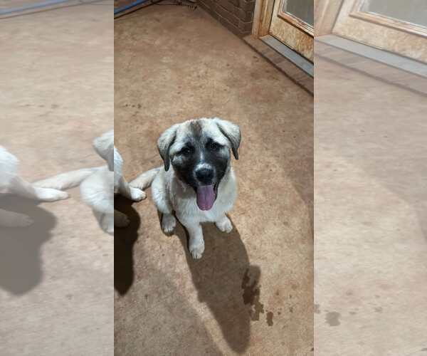 Medium Photo #5 Anatolian Shepherd-Great Pyrenees Mix Puppy For Sale in Higley, AZ, USA