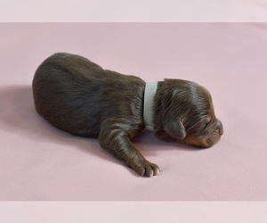 Aussiedoodle Dog for Adoption in JASPER, Missouri USA