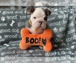Small Photo #3 English Bulldog Puppy For Sale in COVINGTON, WA, USA