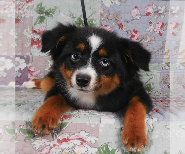Medium Photo #3 Miniature Australian Shepherd Puppy For Sale in HARRISON, OH, USA