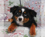 Small #2 Miniature Australian Shepherd