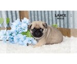 Small #21 Pug