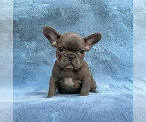 French Bulldog Puppy for sale in ATL, GA, USA