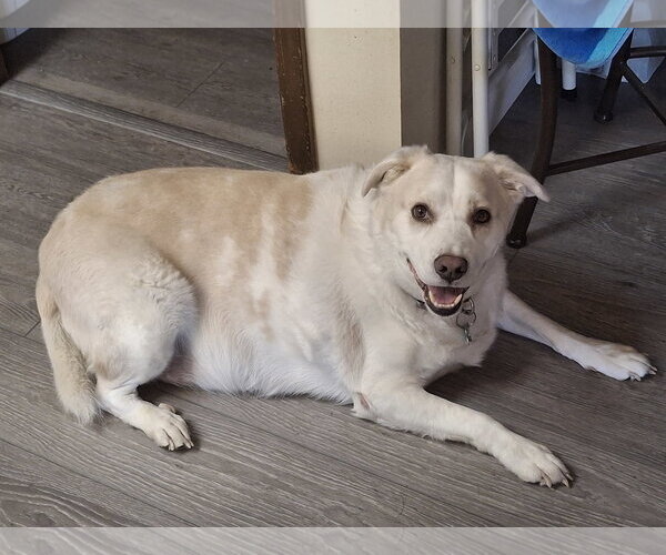 Medium Photo #3 Labrador Retriever Puppy For Sale in Phoenix, AZ, USA
