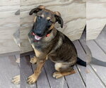 Small #2 Mutt