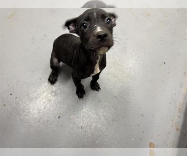 Medium Photo #1 American Pit Bull Terrier Puppy For Sale in Peoria, IL, USA
