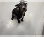 Small American Pit Bull Terrier