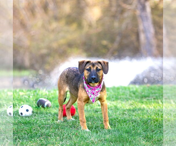 Medium Photo #16 Mutt Puppy For Sale in Unionville, PA, USA
