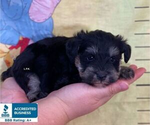 Schnauzer (Miniature) Puppy for sale in WINNSBORO, LA, USA