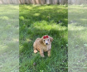 Goldendoodle (Miniature) Puppy for Sale in BELDING, Michigan USA