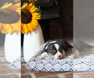 Pembroke Welsh Corgi Puppy for sale in FAIR GROVE, MO, USA