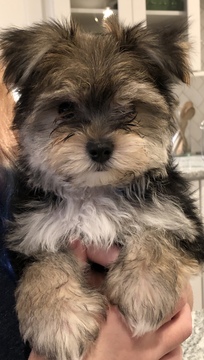 Medium Photo #1 Morkie Puppy For Sale in BRENTWOOD, TN, USA