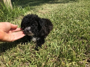 Poovanese Puppy for sale in HOUSTON, TX, USA