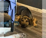 Small #3 German Shepherd Dog Mix