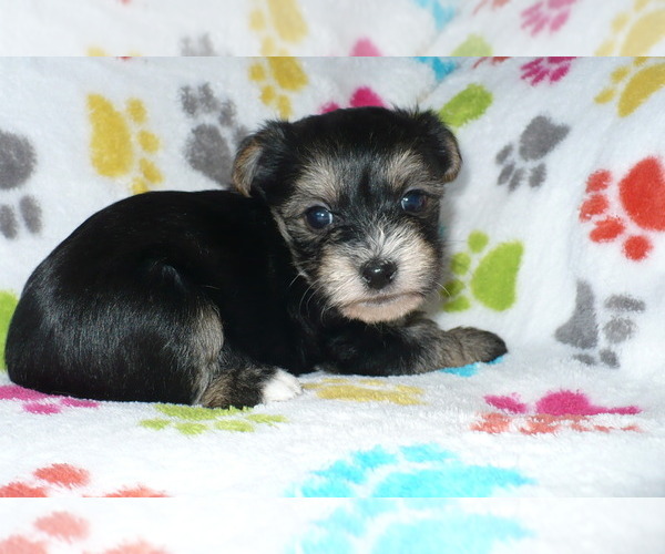 Medium Photo #3 Havashire Puppy For Sale in ORO VALLEY, AZ, USA