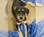 Small #1 Mutt