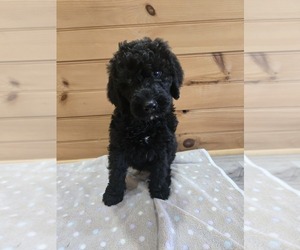 Labradoodle Puppy for sale in WILLIAMSTOWN, KY, USA